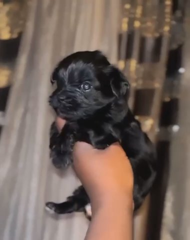 Kb Black Female in Houston, Texas