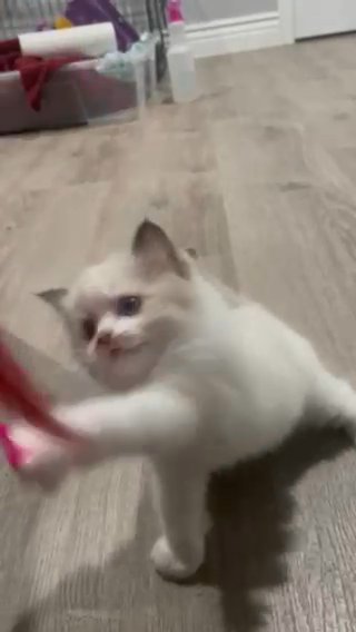 Ragdoll Kitten ?? CFA and TICA Dual Certified!? in San Diego, California