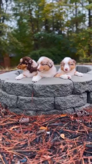 Australian Shepherd in Atlanta, Georgia
