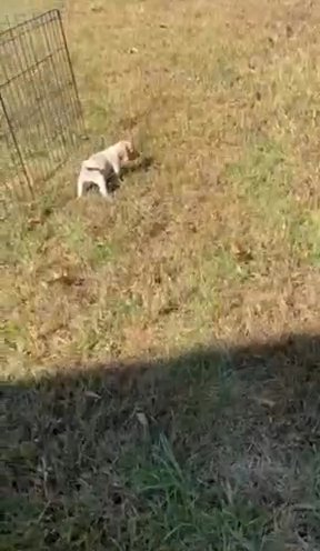 Tucker in Springfield, Missouri