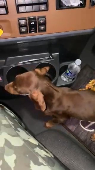 Doberman Pincher For Sale in Cartersville, Georgia
