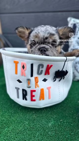 Fluffy Frenchie in Glendale, Arizona
