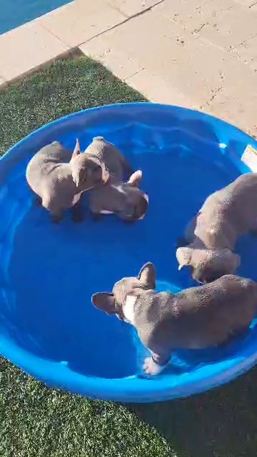 Ready to be loved by their new home in Tucson, Arizona