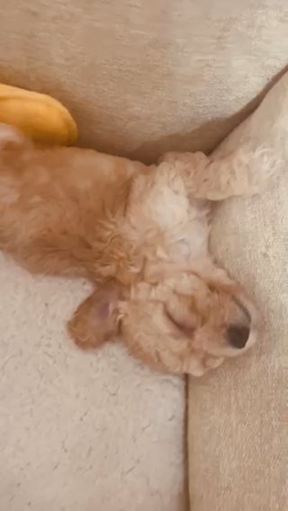 ‼️small Poodle Puppies For Sale‼️‼️ in Miami, Florida