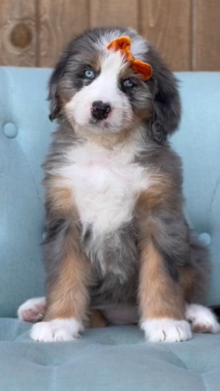 F1b Reverse Standard Bernedoodle in Columbus, Ohio