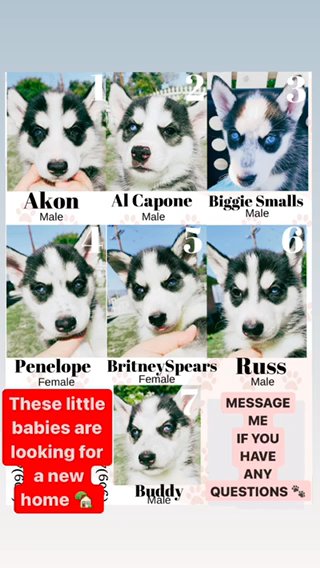 Siberian Huskies in Rancho Cucamonga, California