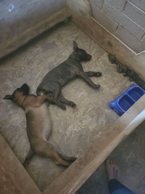 Dutch Shepherd Belgian Malinois in Phoenix, Arizona