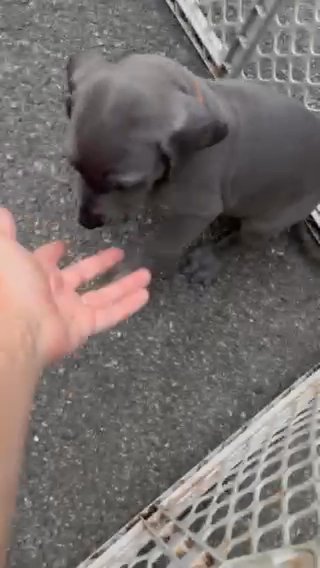 AKC Blue Great Dane in Charlottesville, Virginia