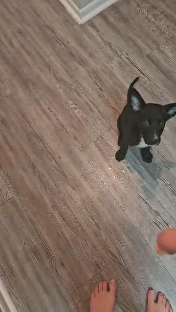 Black lab, German shepherd puppy following the command to sit. in Fort Lauderdale, Florida