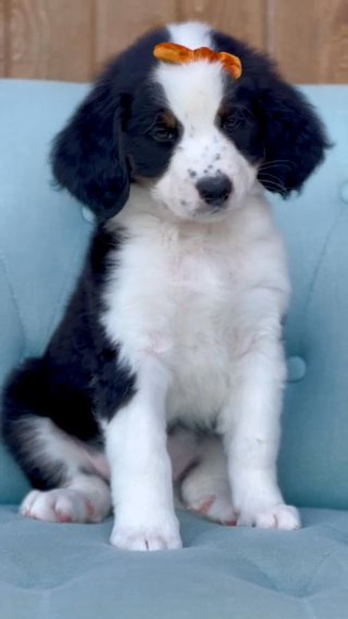 F1b Reverse Standard Bernedoodle Girl in Columbus, Ohio