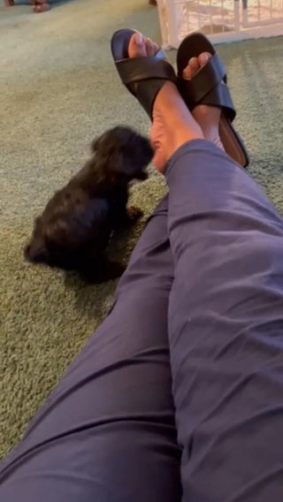 Shih poo Pups in Houston, Texas