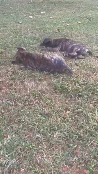 Male Brindle Great Dane Puppies in Atlanta, Georgia