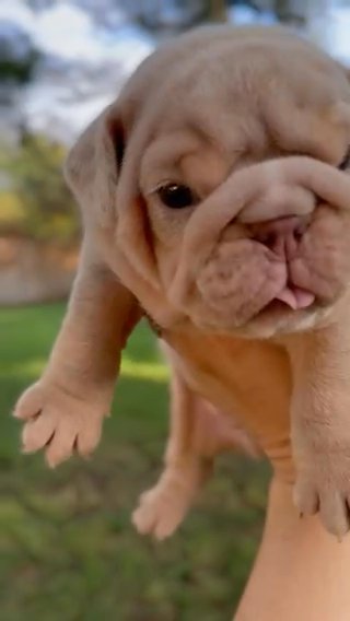 Stunning Lilac Tri Merle boy in Dallas, Texas