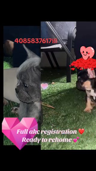 French Bulldog Puppies in San Jose, California
