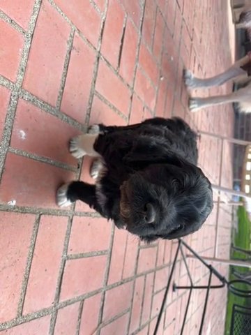 F1 ICA Pyredoodle Female in Kennewick, Washington