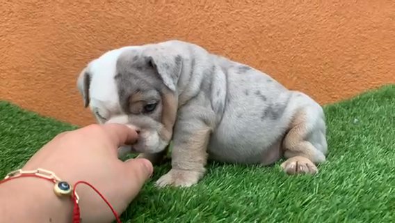 English Bulldog in Los Angeles, California