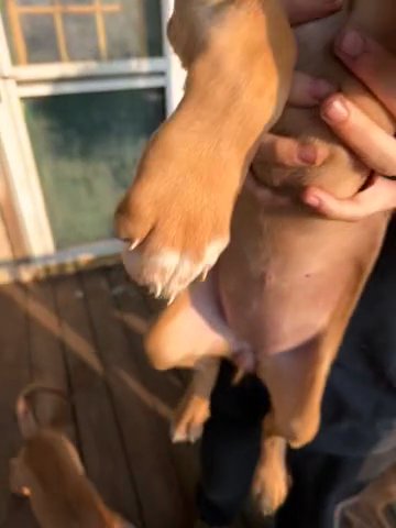 My Sweet Little Blood Hound Puppies in Knoxville, Tennessee