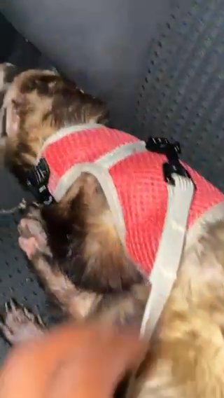 Swiper The Ferret Is For Sale!!! in Portsmouth, Virginia