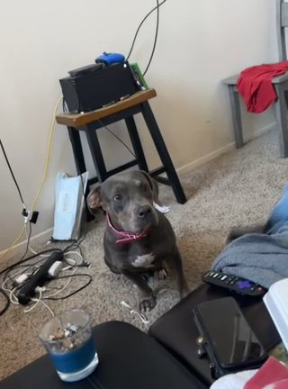 American Staffordshire terrier in Houston, Texas