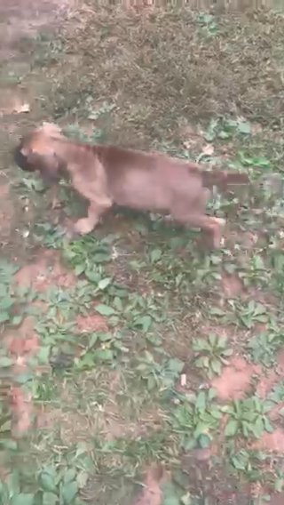 Fawn Female Great Dane Puppy looking For Her New Best Buddy in Atlanta, Georgia