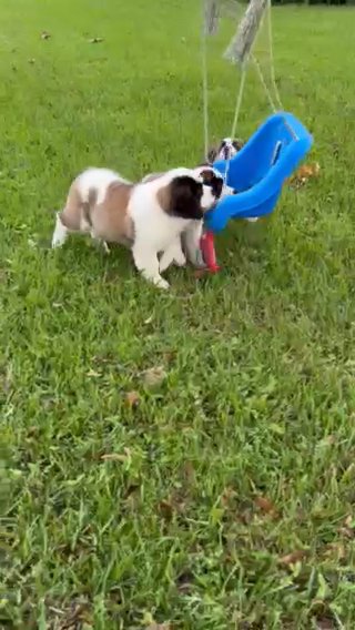 Saint Bernard Puppies in Stuart, Florida