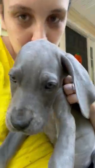 Blue Female in Charlottesville, Virginia