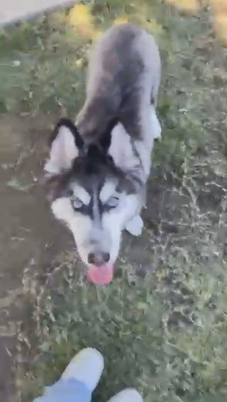 Siberian Husky (NEEDS HOME ASAP)!! in Coachella, California