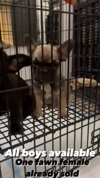 French bulldogs in Queen Creek, Arizona