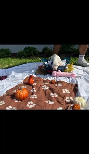 American Bulldog (Johnson) in Miami, Florida