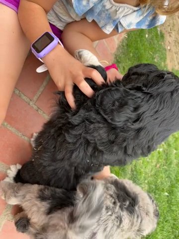 F1 ICA Pyredoodle Male “Superman” in Kennewick, Washington