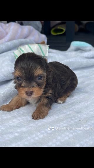 Akc Female Yorkie in Bristol, Virginia