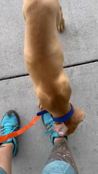 Carmella in Naples, Florida