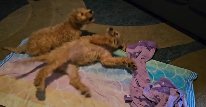 Goldendoodles in La Habra, California