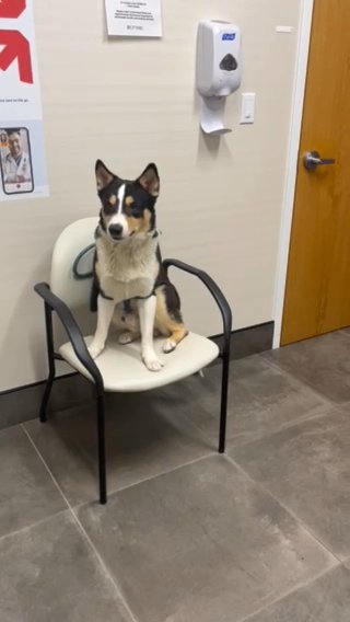 Border Collie Mixed With Blue Heeler in New York City, New York