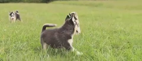 Siberian Husky in New York City, New York