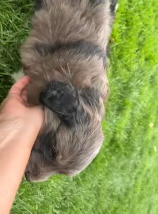 F1 ICA Pyredoodle Male “Duke” in Kennewick, Washington