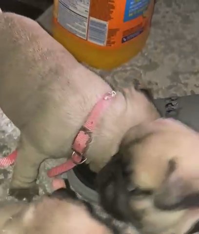 Pug Puppies For Sale in San Antonio, Texas