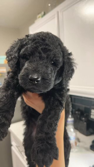 F1b Labradoodles in Houston, Texas