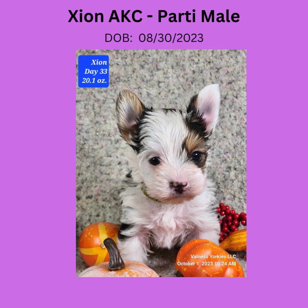 Xion AKC in Washington, District of Columbia