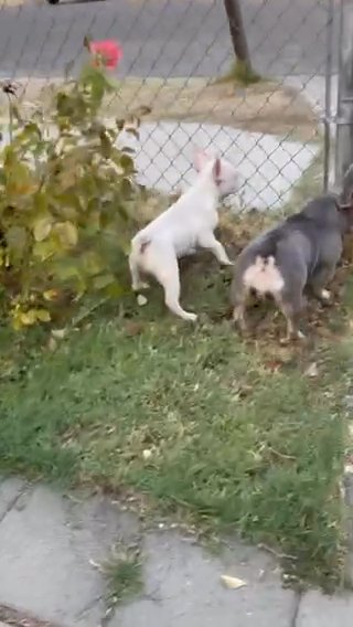 2 Females Blue Pup And Adult Tri in Fresno, California