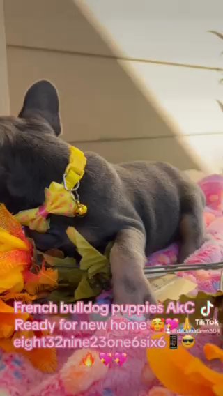 Isabella’s French Bulldog in Houston, Texas