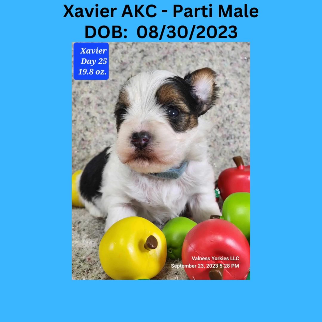Xavier AKC in Washington, District of Columbia