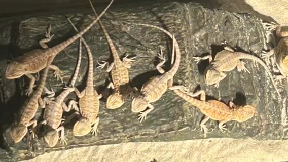 Bearded Dragon Babies in Pewaukee, Wisconsin