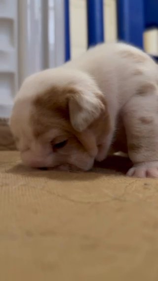 Gorgeous lilac sable merle female! SOLD in Dallas, Texas