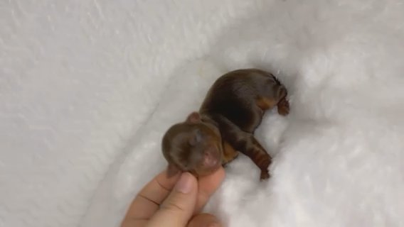 Tiny Chocolate Male Yorkshire Terrier in Cookeville, Tennessee