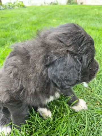 F1 ICA Pyredoodle Male “Oreo” in Kennewick, Washington