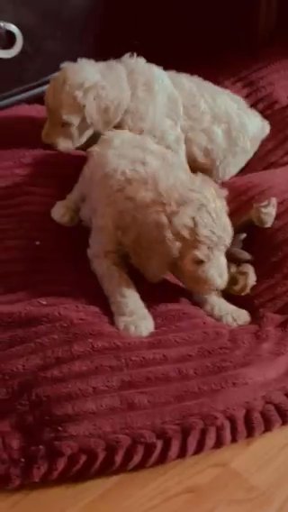 Standard poodle Puppies in Tucson, Arizona