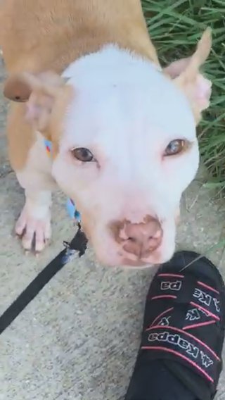 Red Nose PITBULL in Washington, District of Columbia