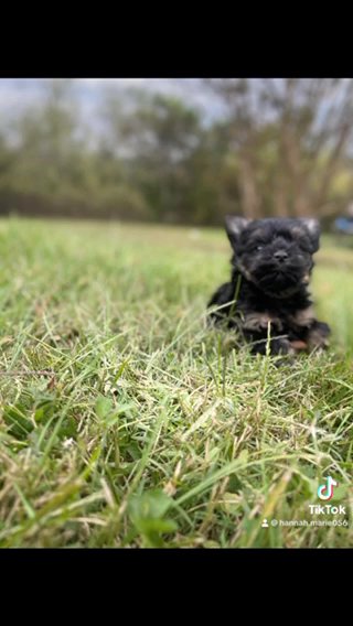 Extremely Small Dark Traditional Yorkie in Cookeville, Tennessee