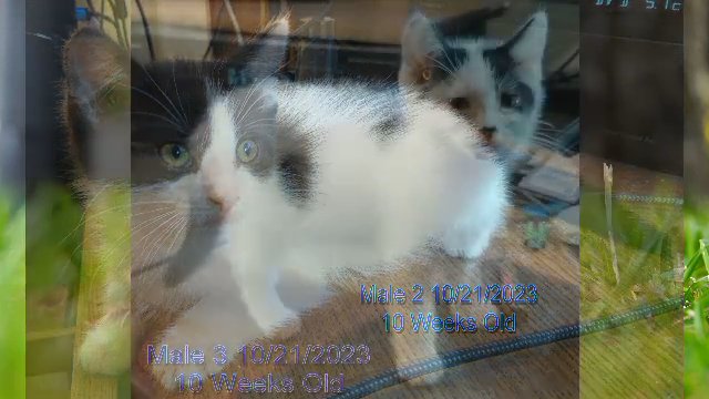 Adorable Kittens Need a Home in Jackson, Michigan